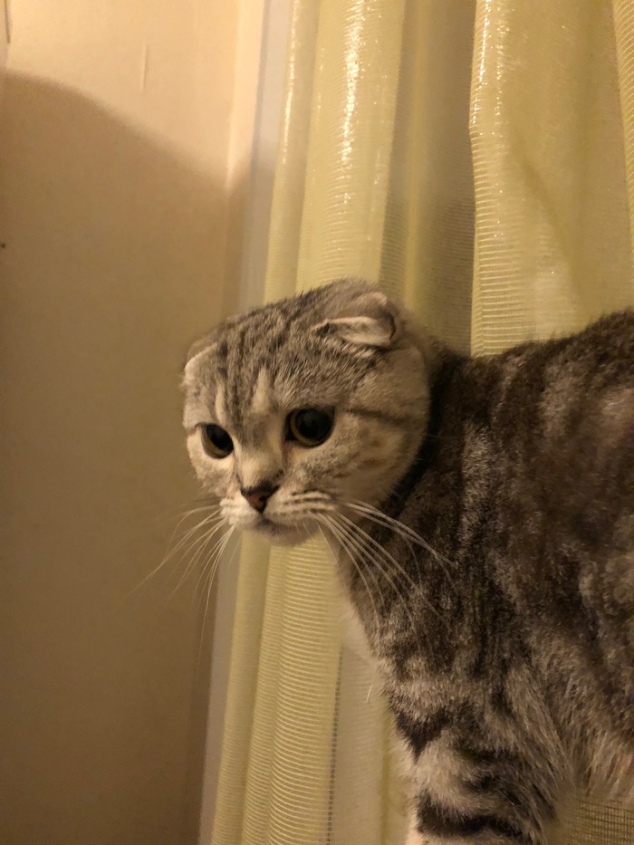 Lost cat - My, Lop-eared, A loss, Semenovskaya, cat, Help
