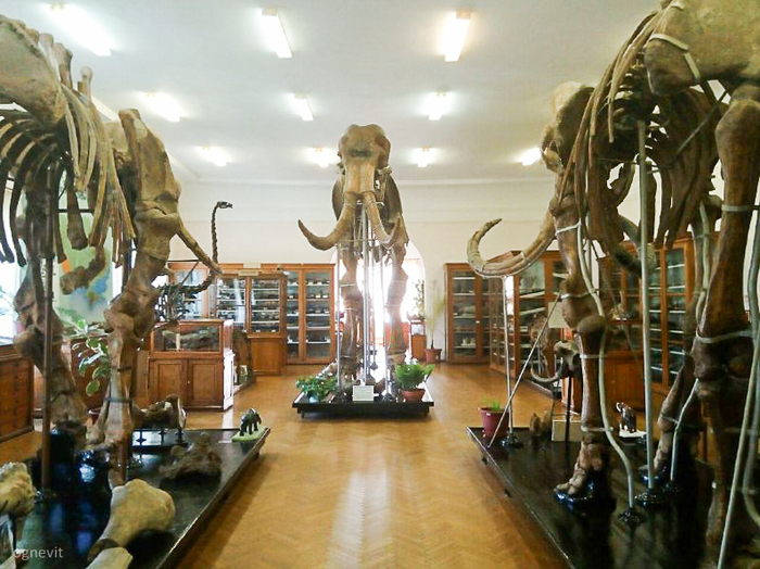 Paleontological Museum in Odessa. - My, Paleontology, Odessa, Museum, Longpost