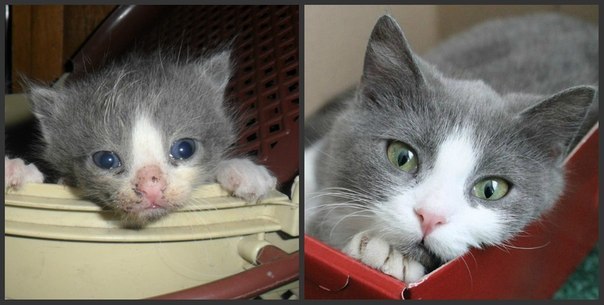 Don't be afraid to adopt an ugly kitten - My, , cat, Box and cat