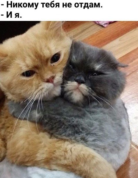 Cat love. - cat, Hugs