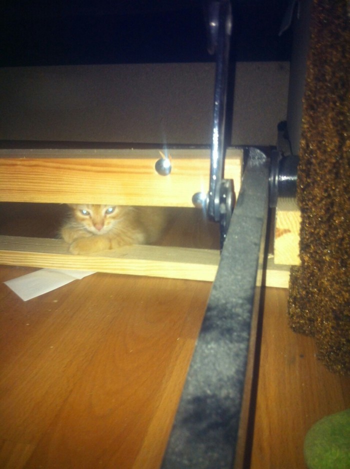 Рыжее счастье Кот, Рыжие, Тег для красоты, Было-стало, Его котейшество, Длиннопост