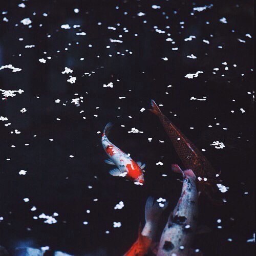 Harmony post. - Koi carps, Harmony, China, Japan, Longpost