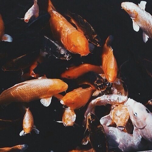 Harmony post. - Koi carps, Harmony, China, Japan, Longpost