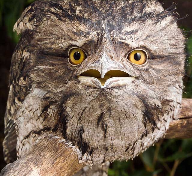 The frogmouths look like they've learned something very terrible. - Birds, Humor, Erysipelas, Longpost