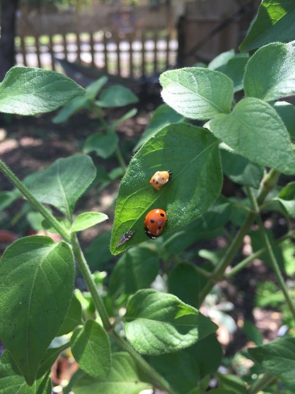 My girlfriend captured all 3 life stages of ladybugs on one sheet - ladybug, Nature, Interesting, A life, The photo
