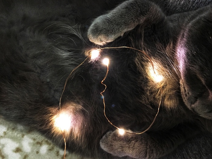 Lights - My, cat, Milota, Lights, 