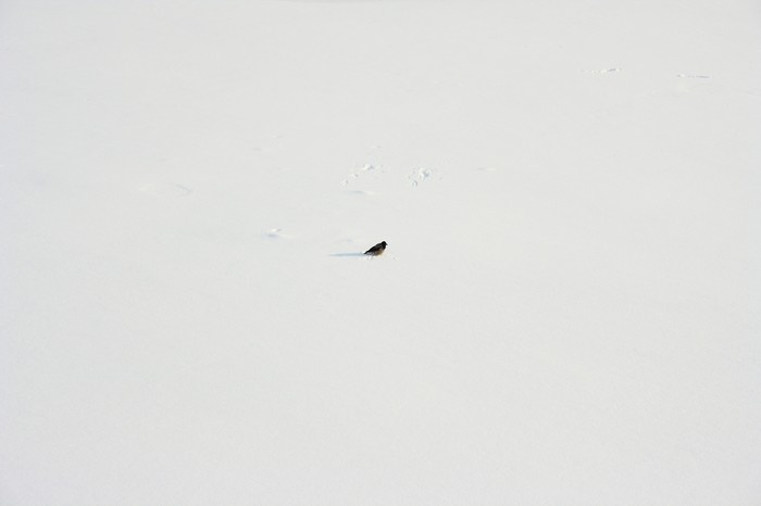 A bit of minimalism - My, Crow, Moscow River, Canon 1000d