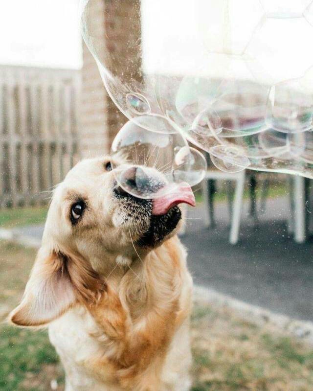 Bubbles - Bubble, Dog