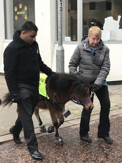 Blind Briton got himself a guide horse. - The blind, Mini Horses, Guide, Phobia, Cynophobia