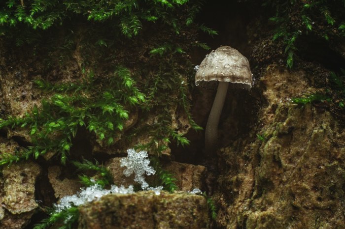 Frosty freshness - My, My, Macro, The photo, Mushrooms, Macro photography