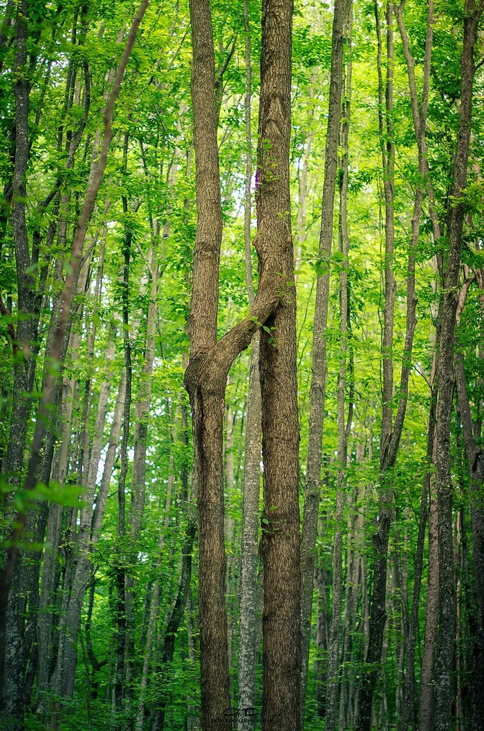 Have you seen something similar? - Unreal, Tree, Nature