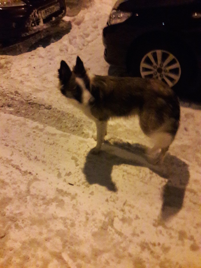 Found a dog - Longpost, Moscow, Found a dog