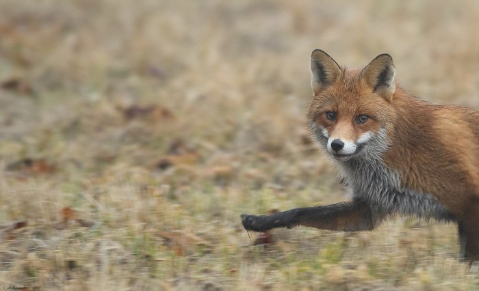 Fox trot (fox step) ^.^ - Fox, Foxtrot, Fyr, Milota, Animals