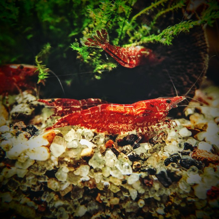 shrimp - My, Longpost, Cherry, Aquarium, Shrimps