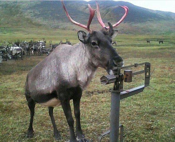 Even deer watch their weight - Deer, Yakutia, scales, Deer