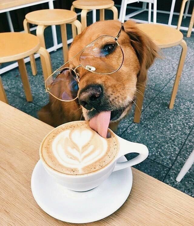 Your coffee, sir! - Dog, Coffee, Lick