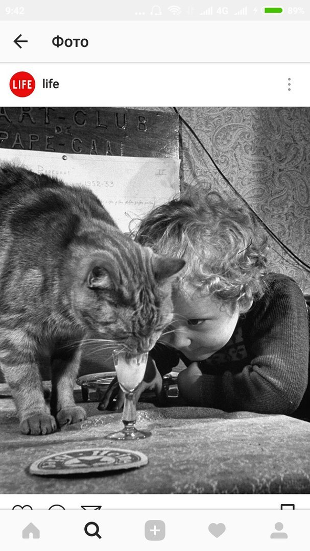 Kitty drinks milk - cat, Milk, Children, The photo, Screenshot, Life, Not mine