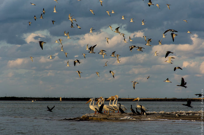 Mexico. In search of the pink flamingo - My, The photo, Mexico, Birds, Travels, Flamingo, Pelican, Longpost, Nature