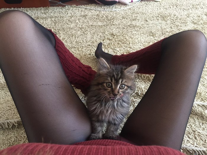 Send me a picture of your pussy - NSFW, The photo, cat, Humor, Girls