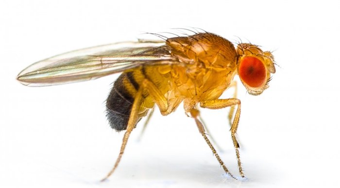 Flies-alcoholics - Interesting, Informative, Drosophila, Alcohol, Adaptation, Survival, Wasp, Copy-paste, Longpost