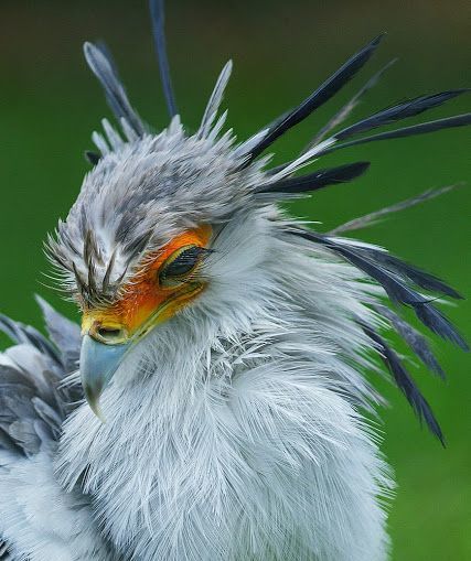 Insanely Flirty Secretary Bird - Secretary Bird, Biology, beauty of nature, Longpost, Birds, Animals