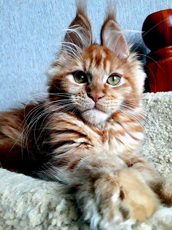 The kitty has ears like a Bunny. Kitty Ronda, age 3 months, Maine Coon. - My, cat, Kittens, Maine Coon, , , , My, Longpost