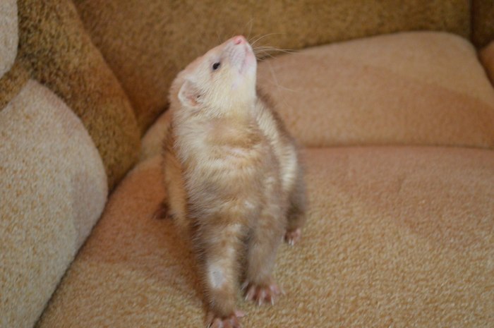 Home pet! - My, Ferret, Khmyr, Animals, Longpost