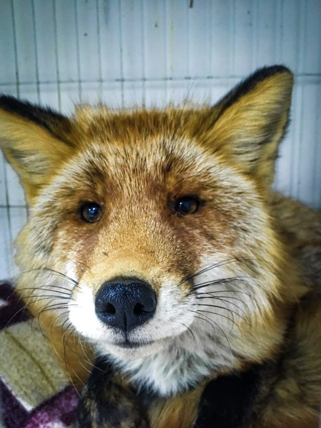 Rescue the fox from the dungeons of the Russian Island! A tramp got lost in the corridors of a military battery... - Kindness, Fox, Russian island, The rescue, Animals, Video, Longpost