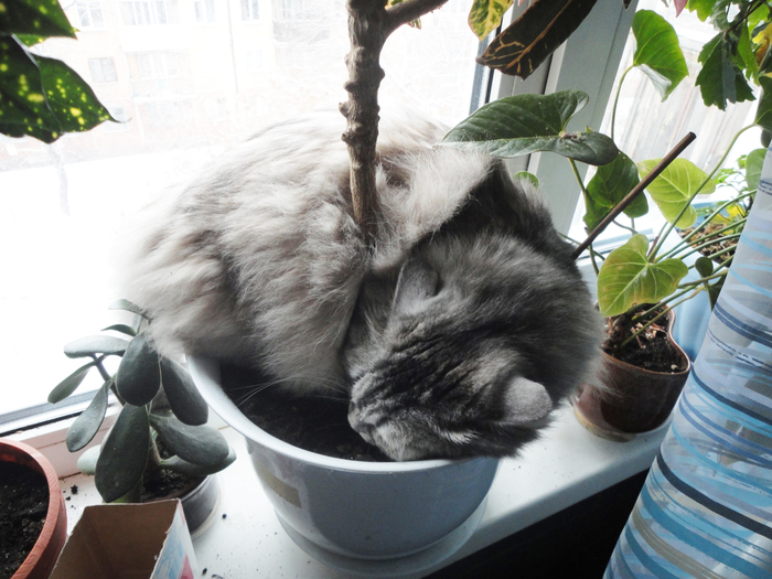 Common flower cat - cat, My, Flower pot, Convenience