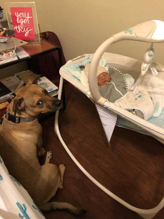 “Is that what was in mom’s stomach?” The dog seemed to have been changed after meeting the baby from the hospital! ) - Spirituality, Children, Dog, Animals, Longpost