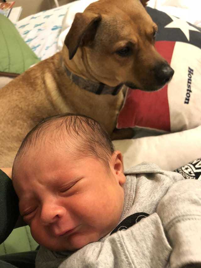 “Is that what was in mom’s stomach?” The dog seemed to have been changed after meeting the baby from the hospital! ) - Spirituality, Children, Dog, Animals, Longpost