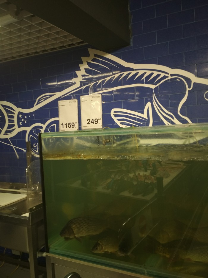 Here is such a live fish in the Crossroads. - My, A fish, Supermarket Perekrestok, Orenburg, Longpost