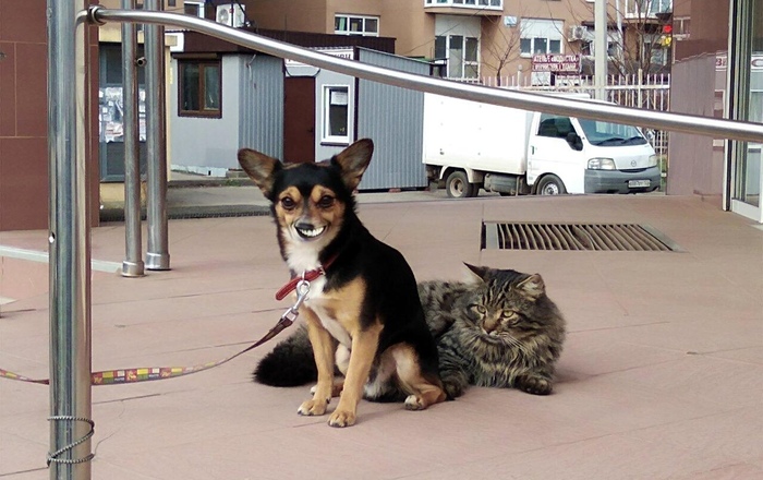 simple smile - Photoshop, Dog, cat, Smile, My