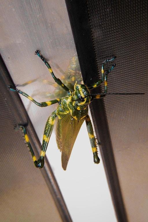 It's a Brazilian grasshopper - Grasshopper, Arthropods, Insects, Ceiling, Giants, The photo, Reddit, Brazil