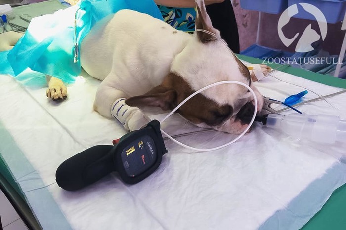Myths of veterinary medicine - Sparing / light gas anesthesia - My, cat, Pets, Blog, Vet, Article, Treatment, Longpost, Myths