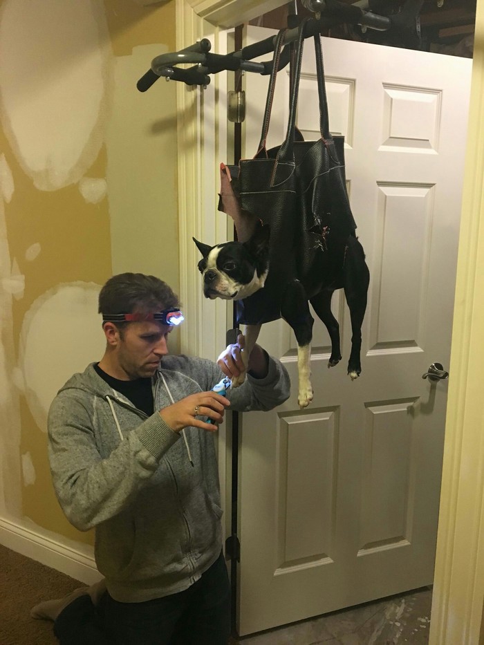 Мопсу, который ненавидит стричь когти пришлось смирился с его судьбой.