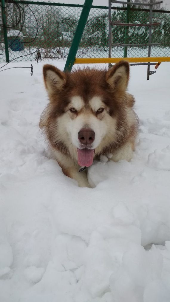 Lost dog! [Found] - My, The dog is missing, Yegoryevsky District, Dog, Help