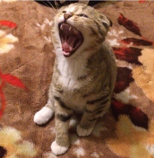 Yawned - My, Yawn, Flash mob, cat, Monday is a hard day