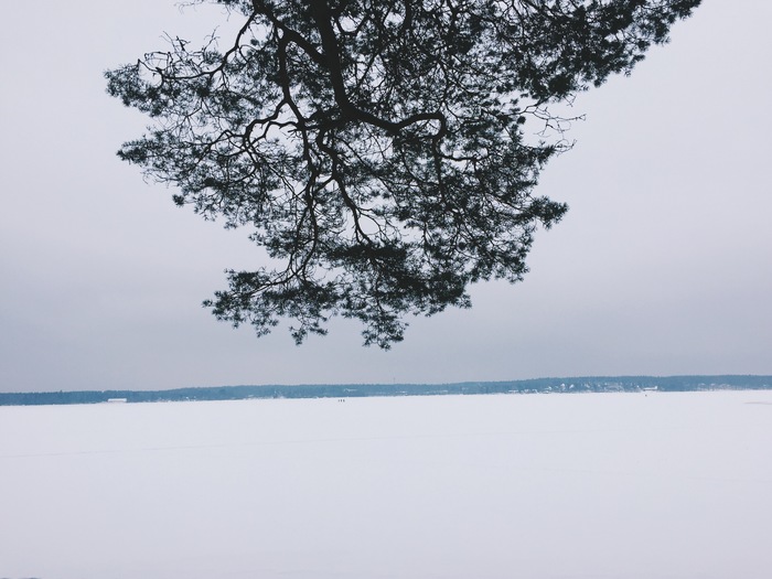 On a walk - My, Beginning photographer, Forest, The photo, Winter, Longpost