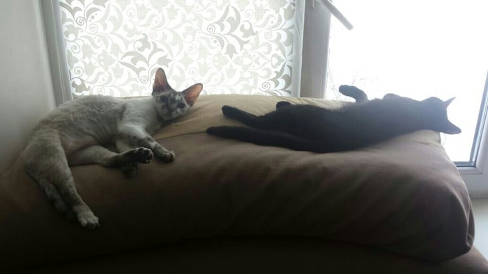 �������� ��������� ����� ������ �����