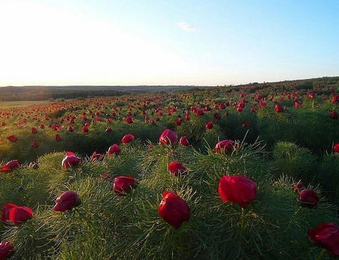 Что это,цветы или растение? - Цветы, Природа, Родина