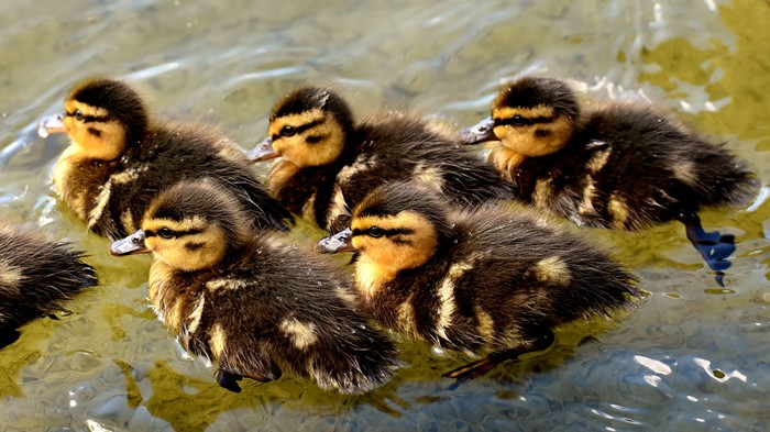 Quack quack - Milota, Good morning, wildlife, Beautiful, Duck, Animals