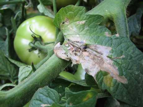 Barley genes help tomatoes cope with a dangerous pest - Genes, The science, Barley, Spain, Biology
