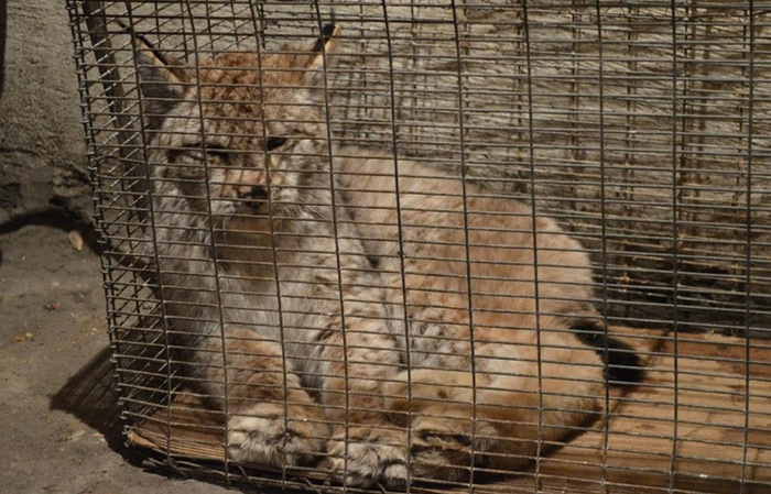 A resident of Transbaikalia tried to sell a lynx caught on his plot for 350 thousand rubles - Law, Police, Ministry of Internal Affairs of the Russian Federation, Transbaikalia, Ministry of Internal Affairs, Lynx