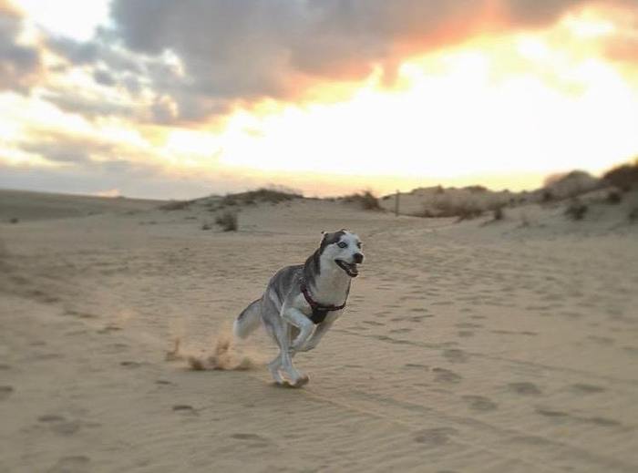 Velociraptor - The photo, Dog, Husky, Velociraptor