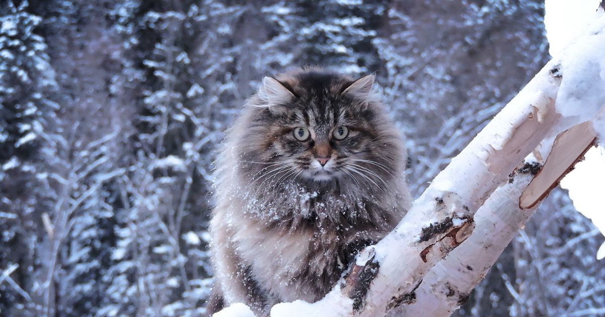Фото Кота Зимой