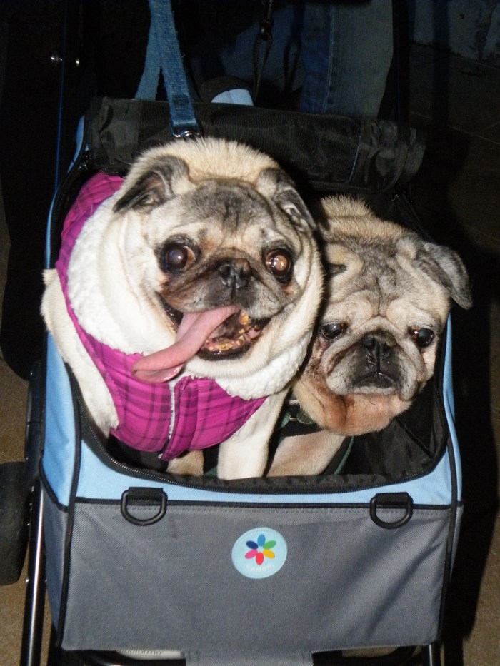 ������� � ��������