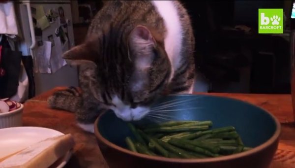 This cat was named Lobster - cat, , , , Longpost, GIF, Video