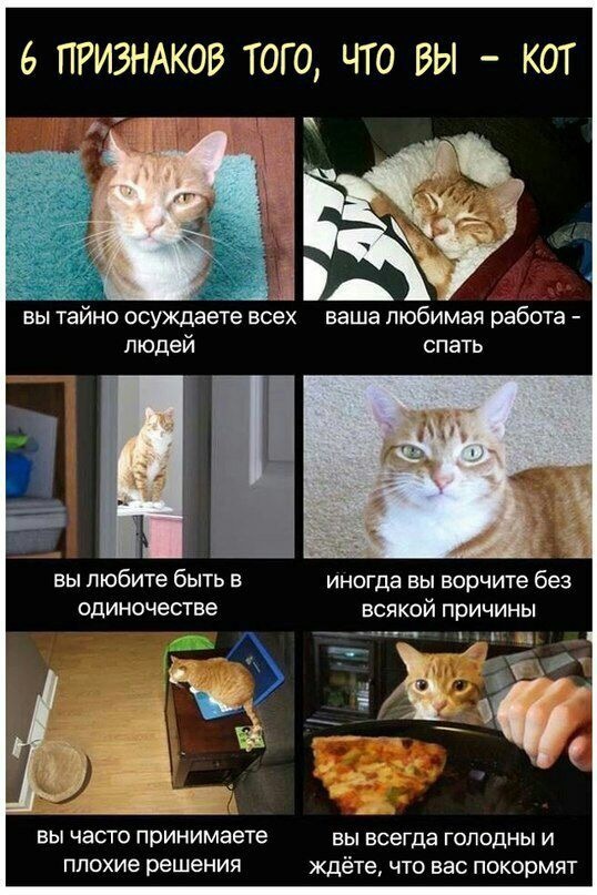 Все мы немного коты - Кот, Юмор