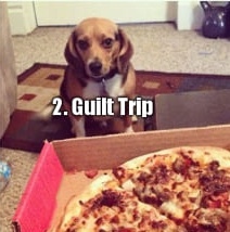 The Four Stages of Pizza Negotiation - 9GAG, Translation, Dog, Pizza